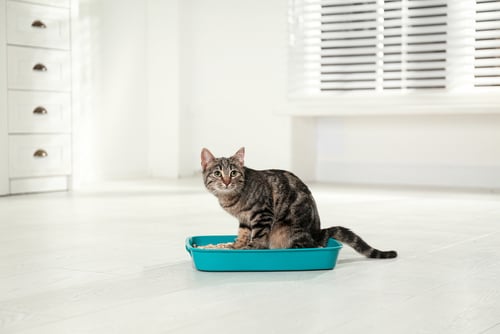 Potes de comida, água e caixas de areia são as primeiras coisas a se pensar para receber gatos em apartamento